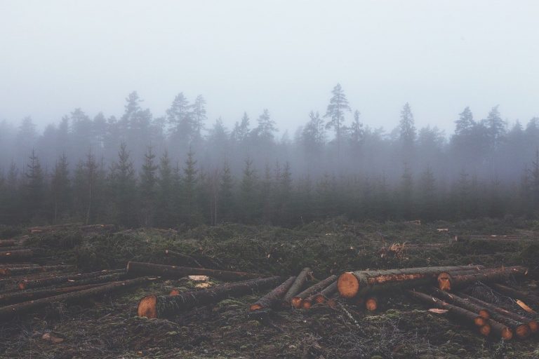 deforestazione e le sue conseguenze