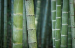 coltivazione di bambù gigante