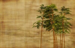 significato del bambù
